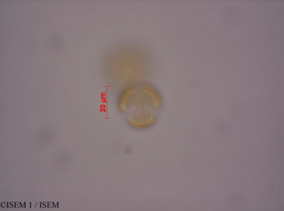 Brassica napus - lame n° 29160